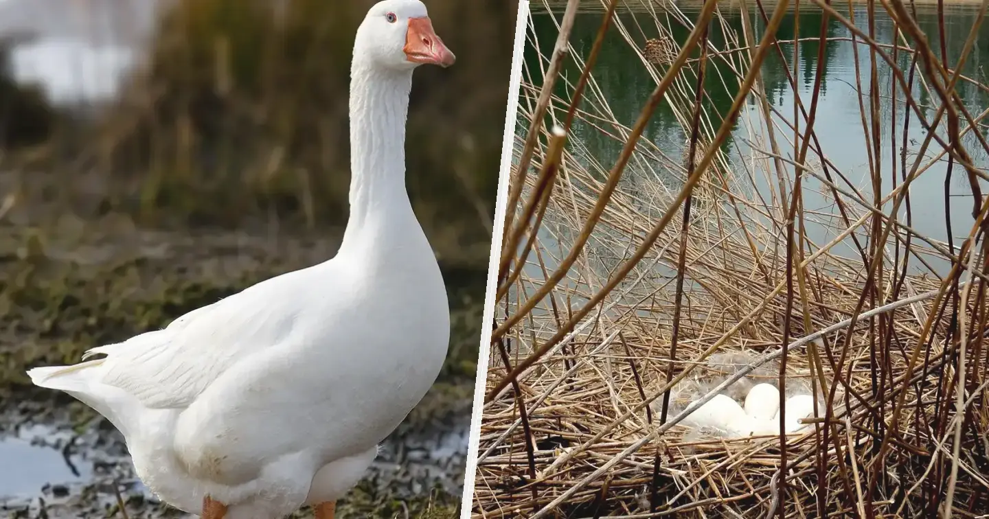 Gęś biała kołudzka - zdjęcie główne