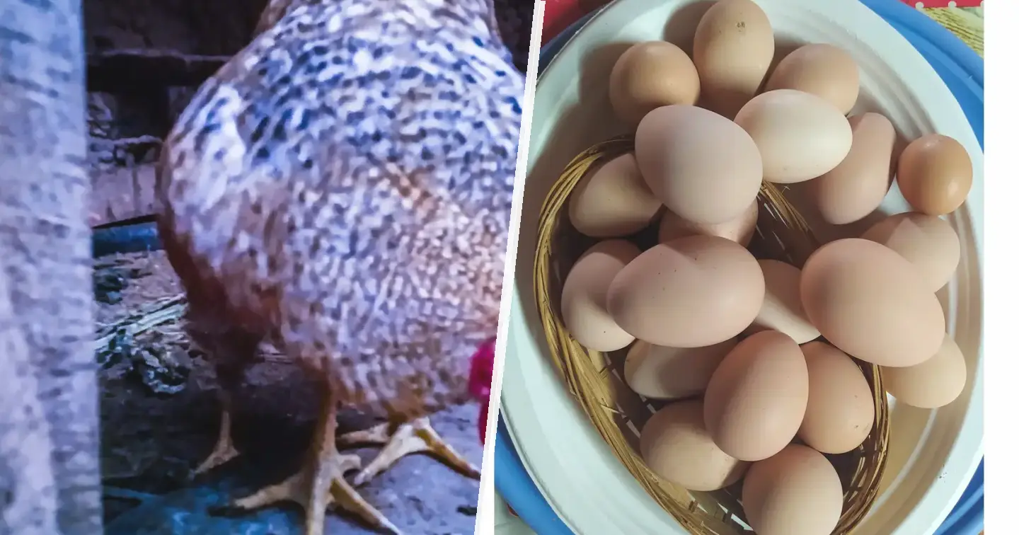 Marans miedzianoszyja