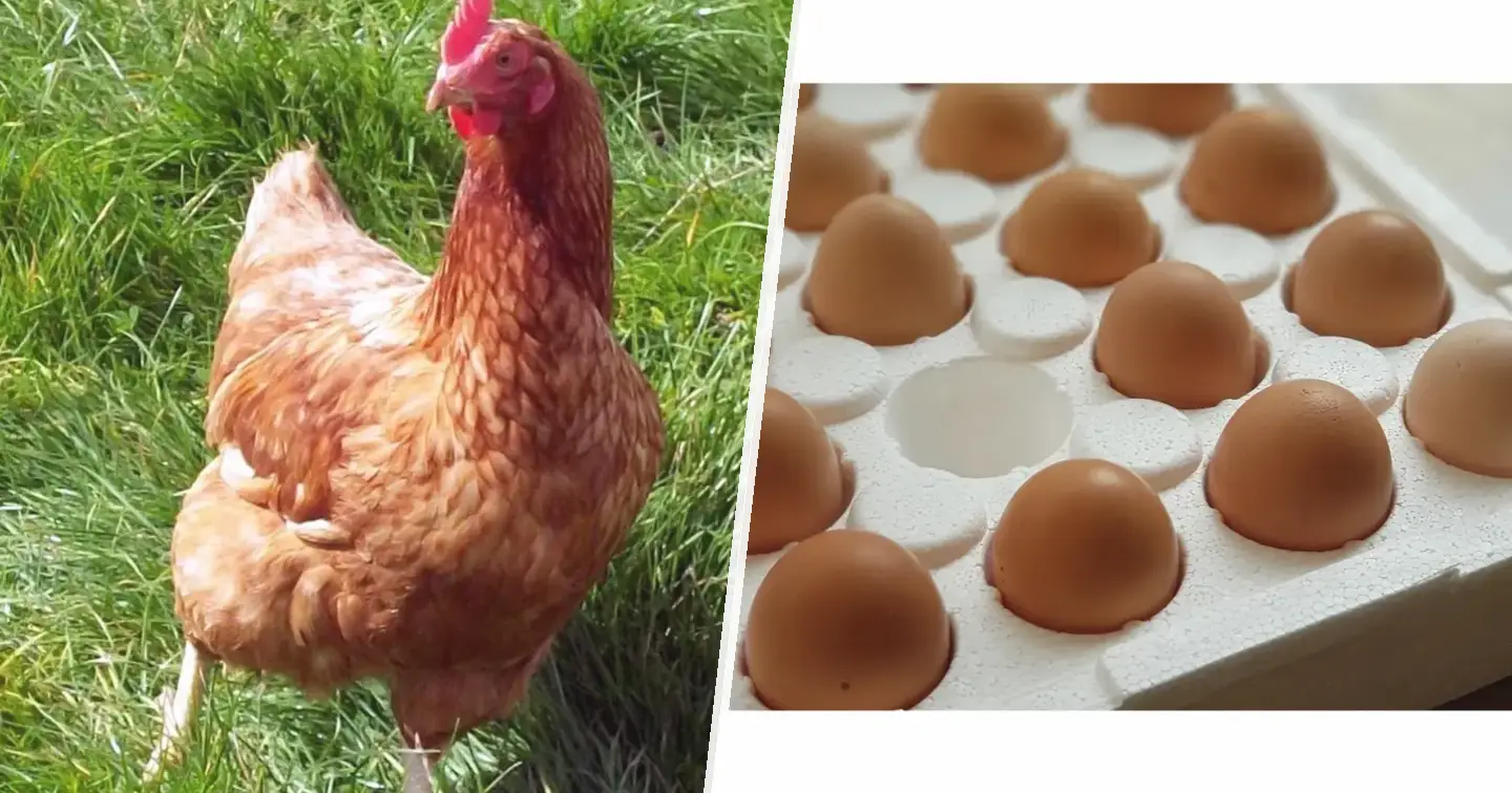 Wyandotte srebrzysta