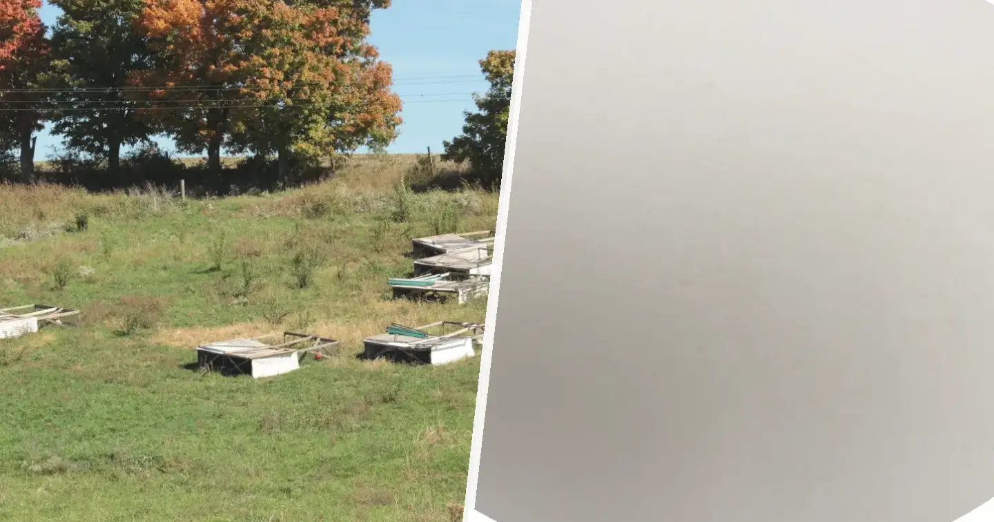 Sussex kolumbijski - zdjęcie główne