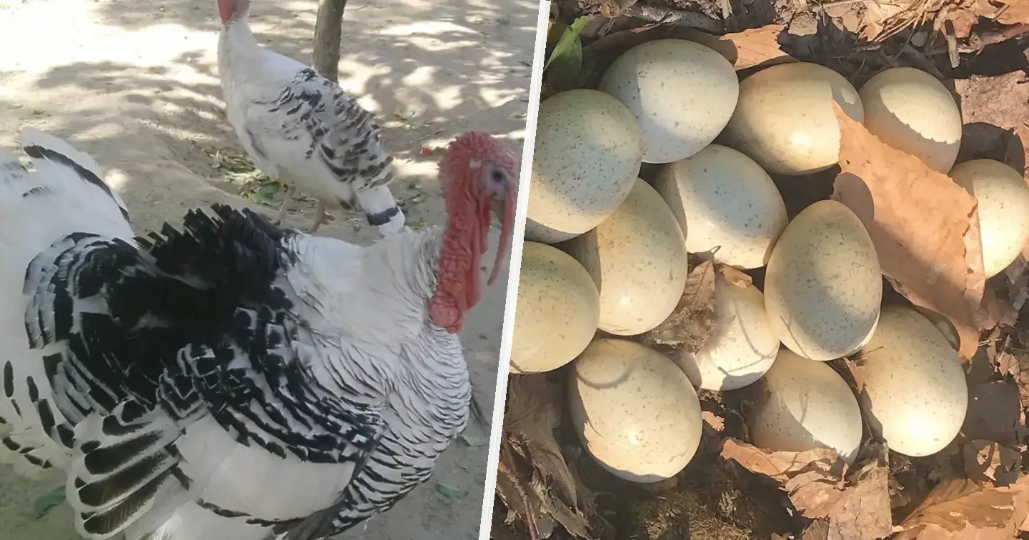 Indyk brązowy szerokopierśny