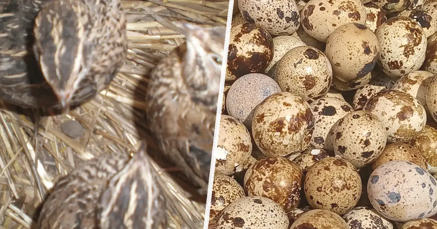 Przepiórka japońska