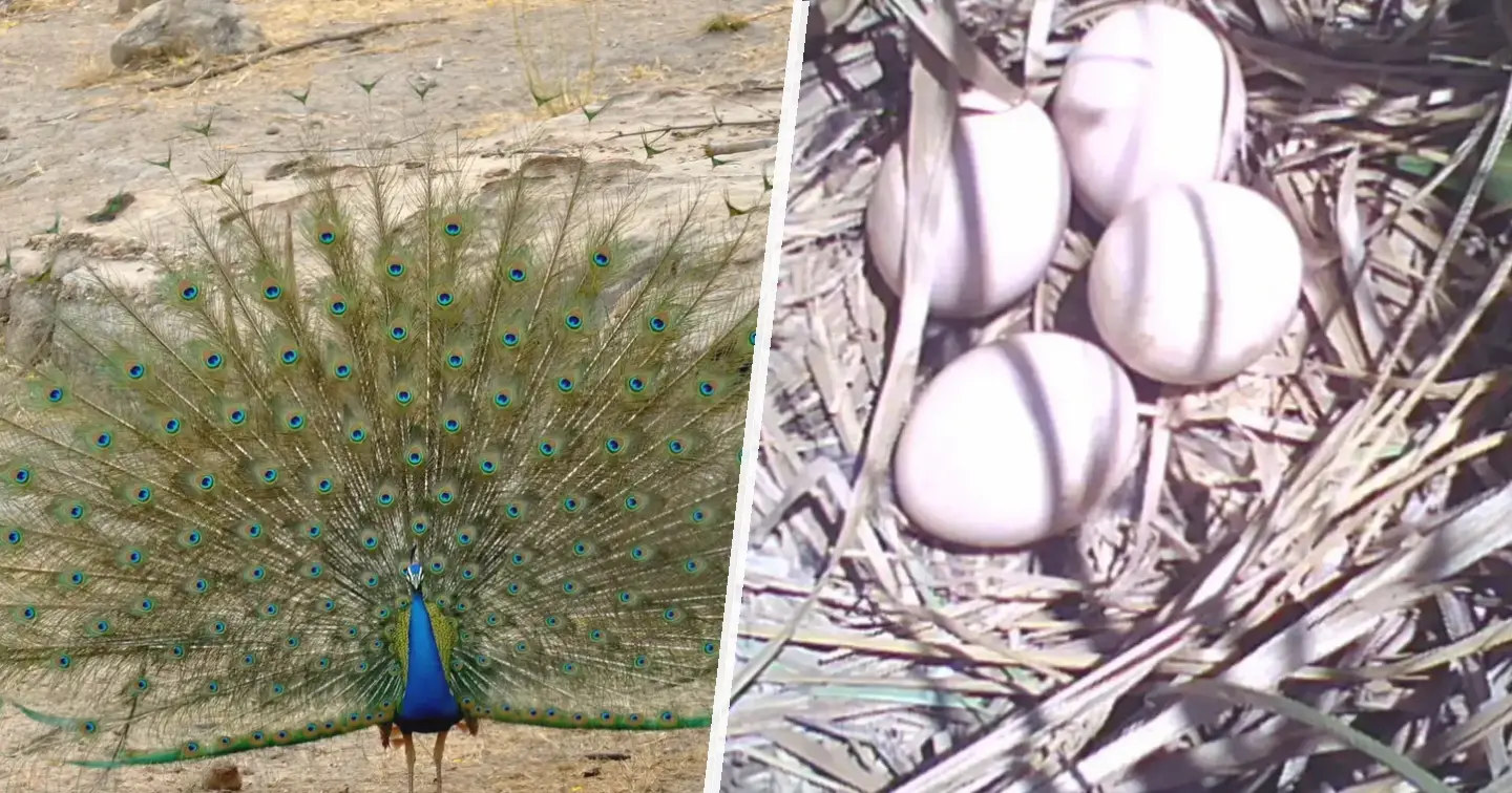 Paw indyjski - zdjęcie główne