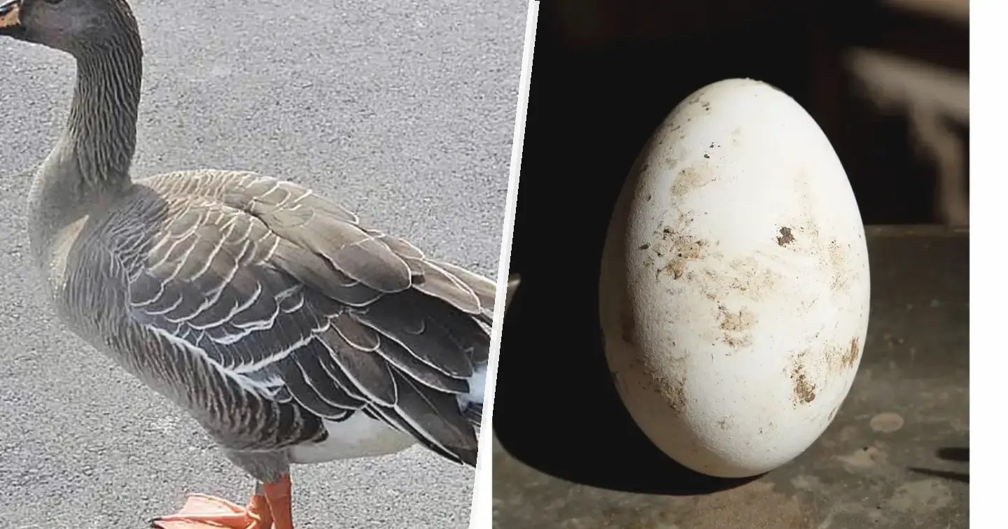 Gęś zbożowa - zdjęcie główne