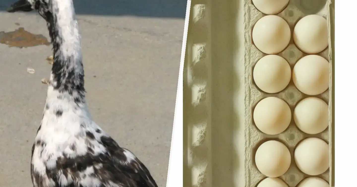 Kaczka biegus indyjski - zdjęcie główne