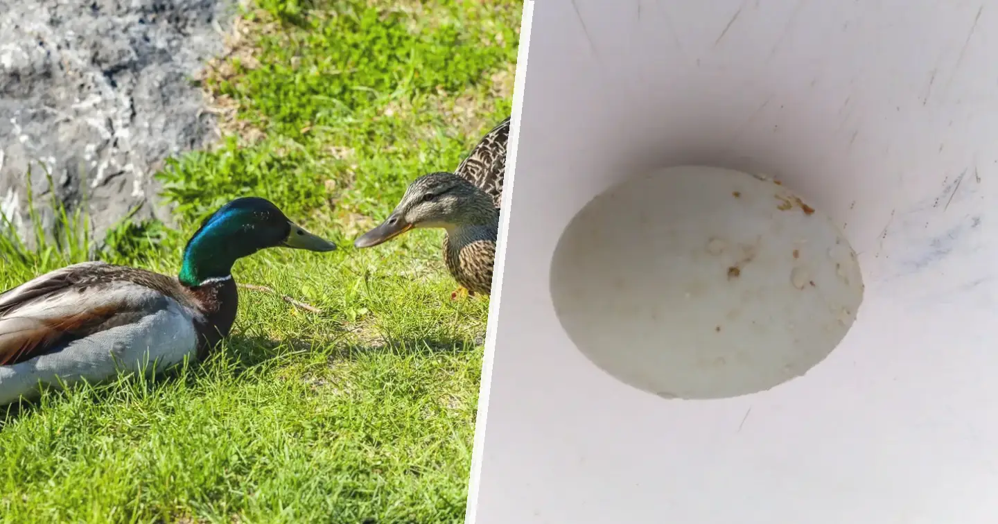 Kaczka khaki campbell