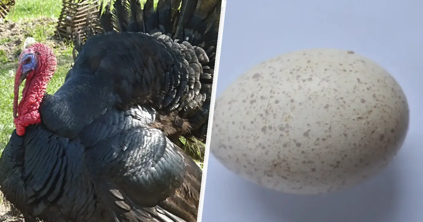 Indyk biały szerokopierśny