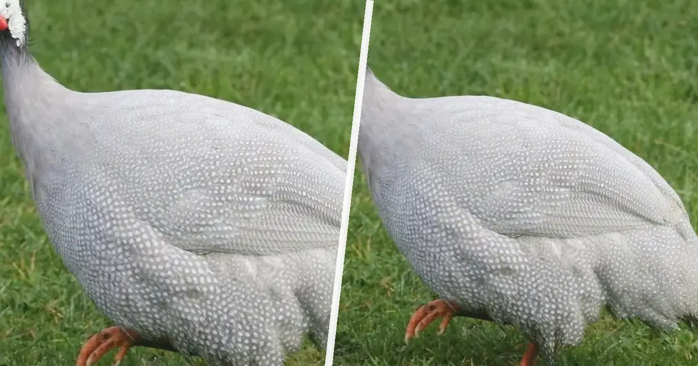 Lavender Guinea Fowl