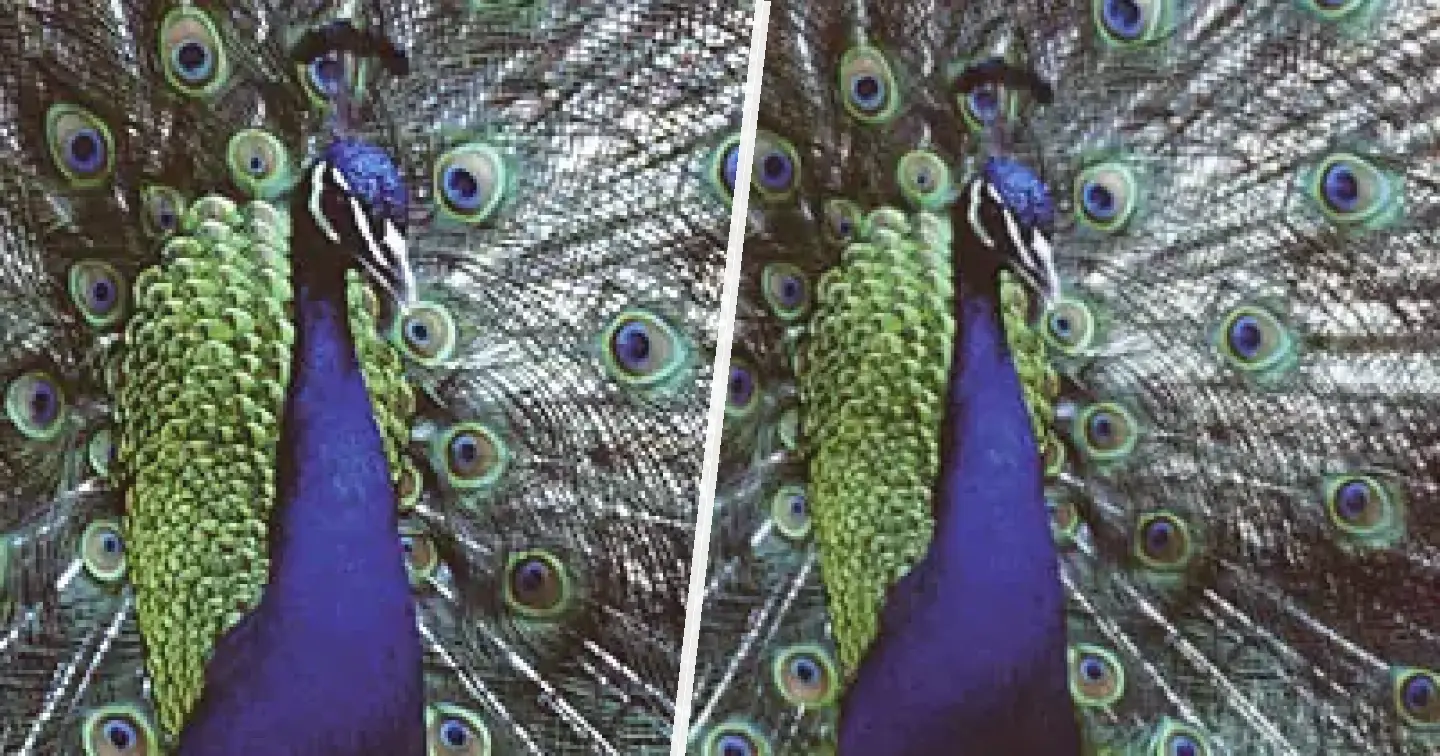 India Blue Peafowl