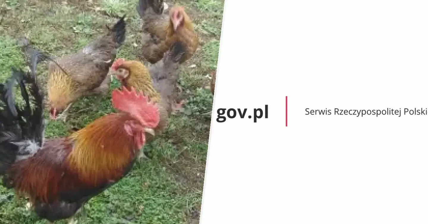 Zielononóżka kuropatwiana