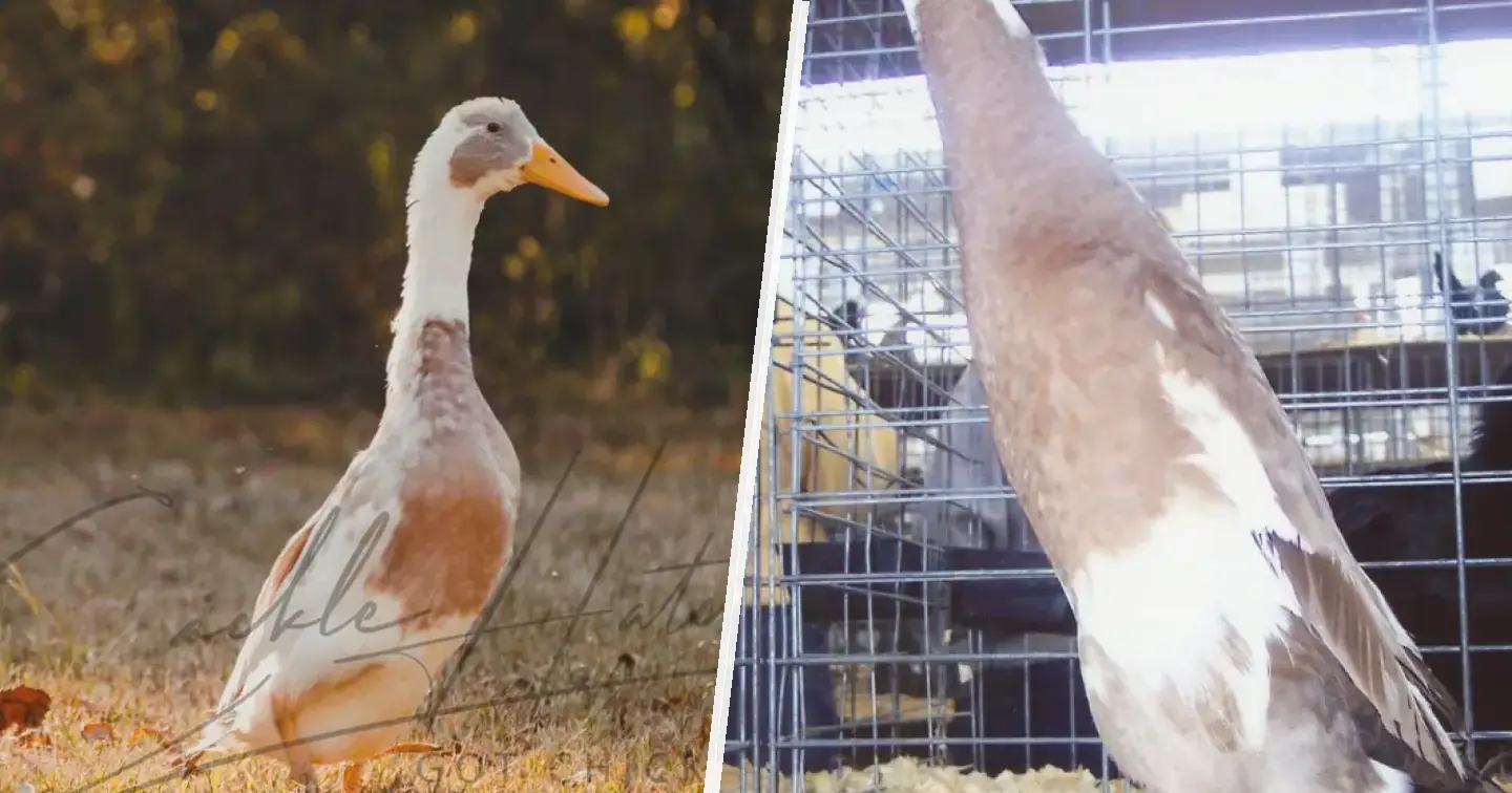 Fawn and White Runner