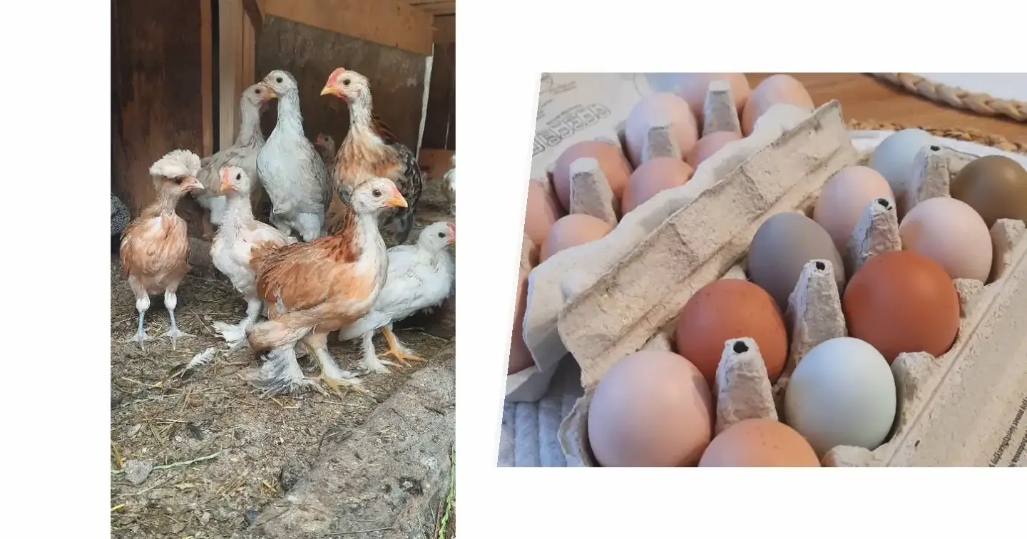 Mix jaj kolorowych i kur ozdobnych - zdjęcie główne