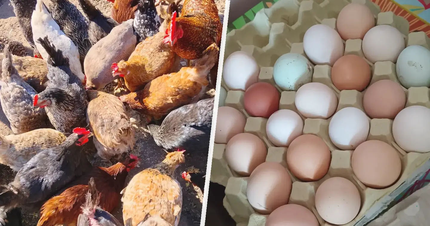 Mix niosek - zdjęcie główne