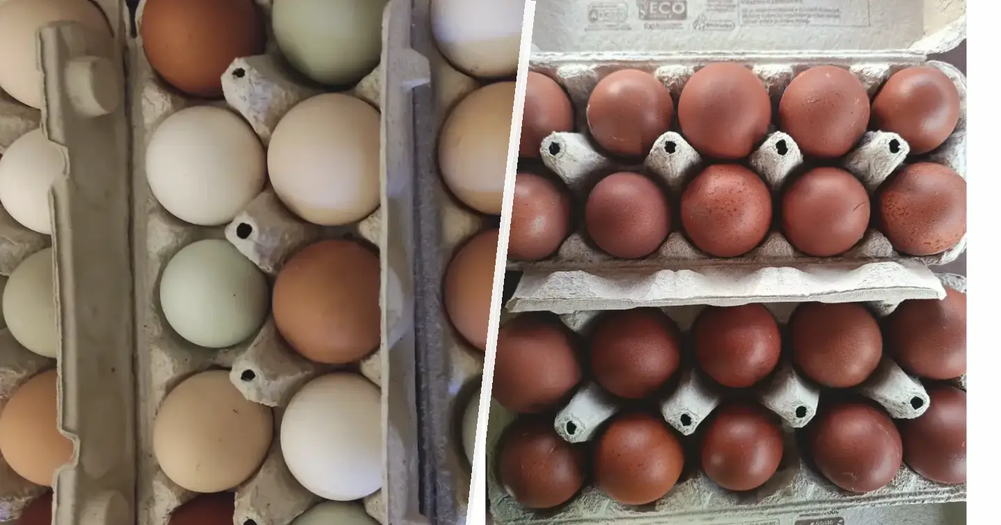 Mix oferuję do sprzedaży jaja lęgowe od kur wyandotty, green shell, leghorn, marans, amrock, kwiaty szwedzkie, barnevelder dark shell. - zdjęcie główne