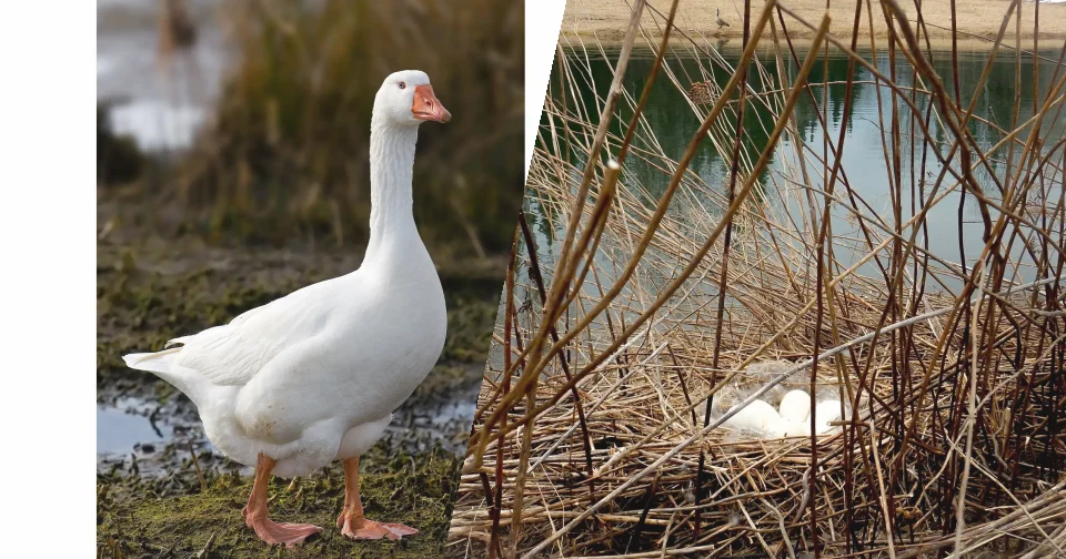 Gęś pomorska