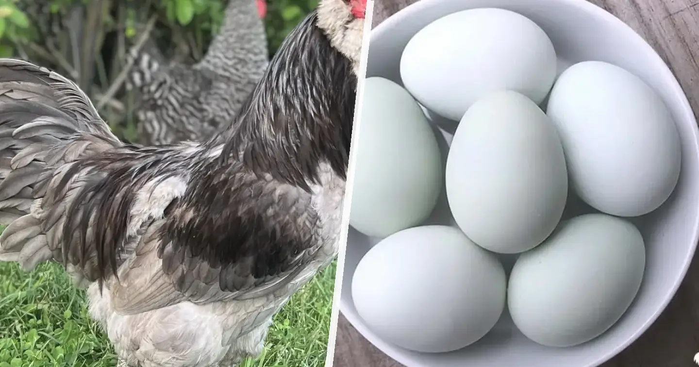 Ameraucana niebieska