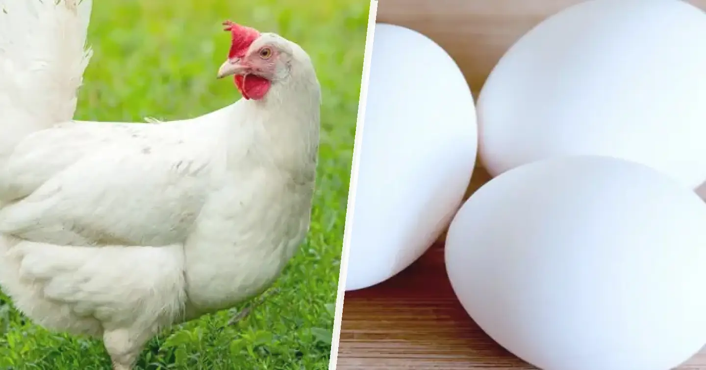 Leghorn biały