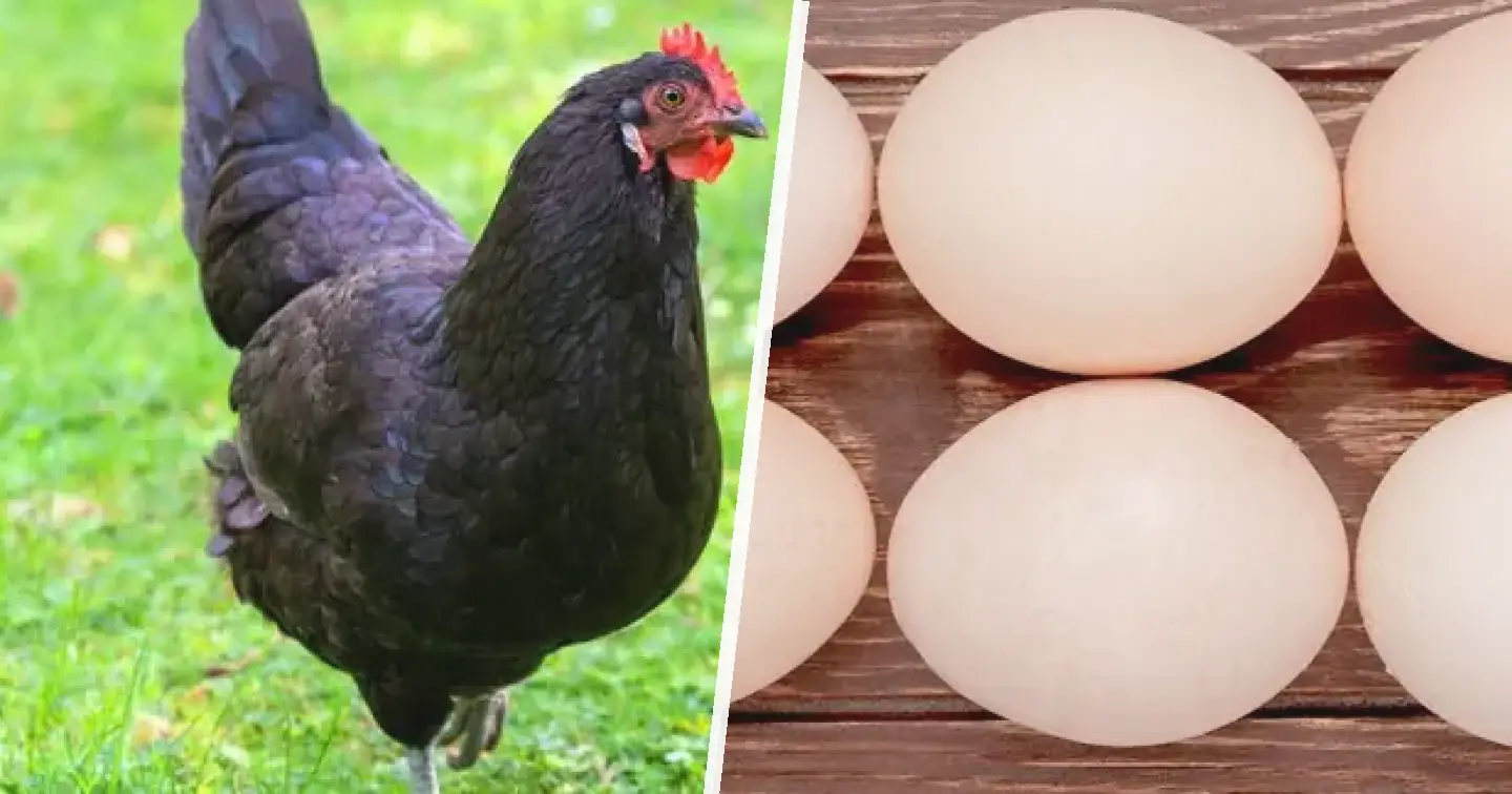 Australorp czarny