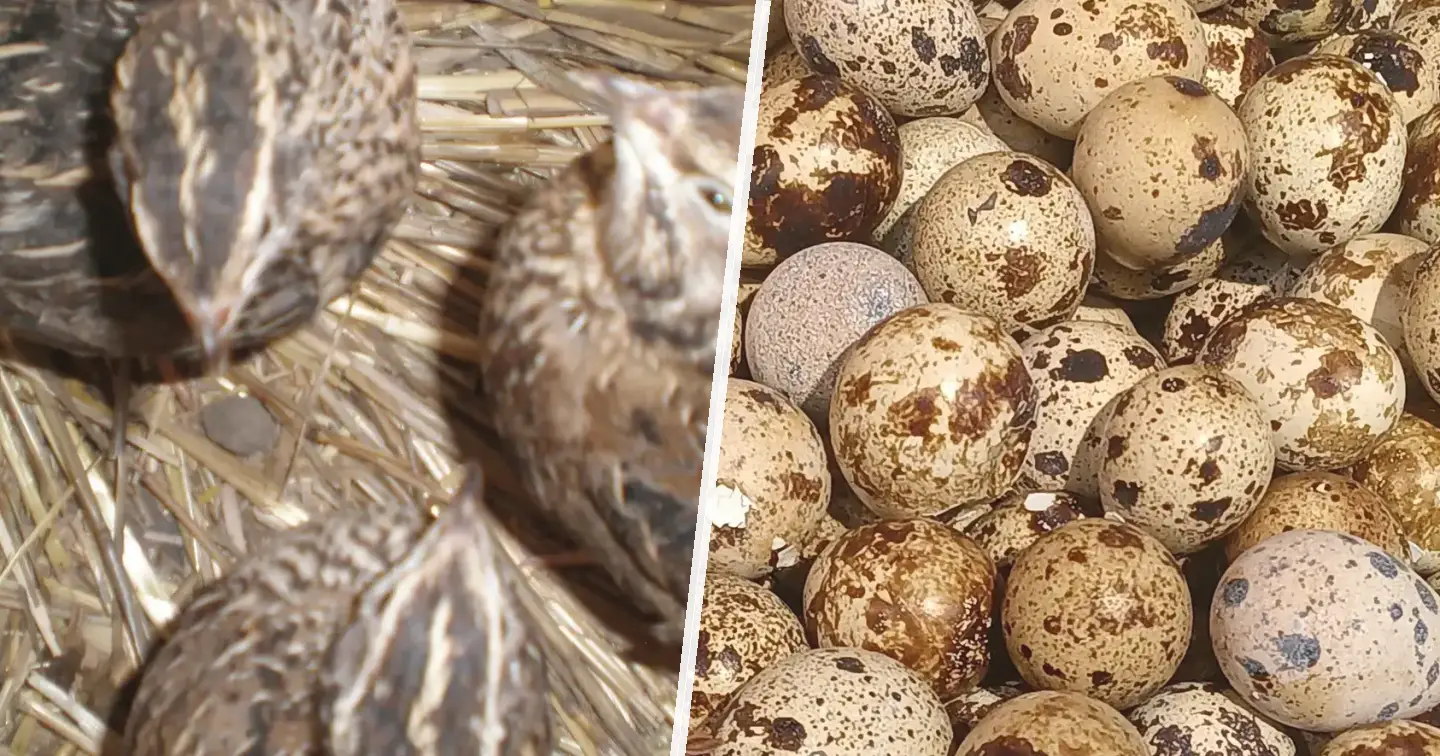 Przepiórka japońska - zdjęcie główne