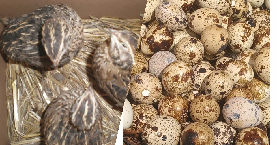 Przepiórka japońska