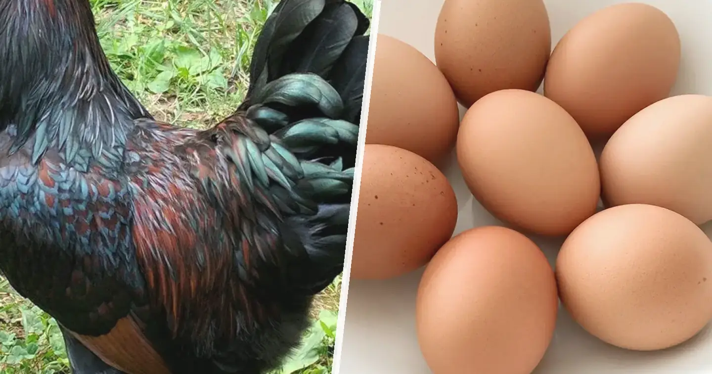 Barnevelder