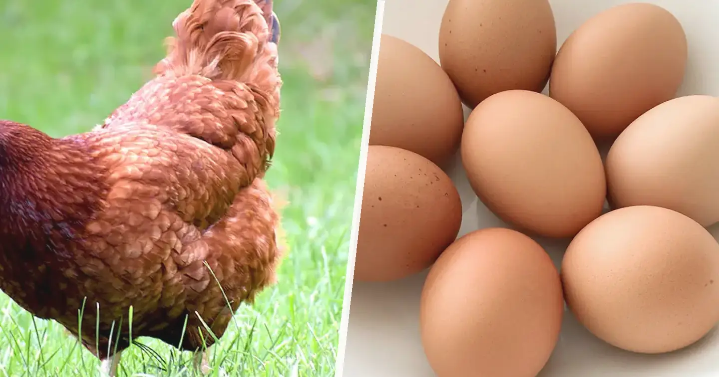 Rhode Island Red