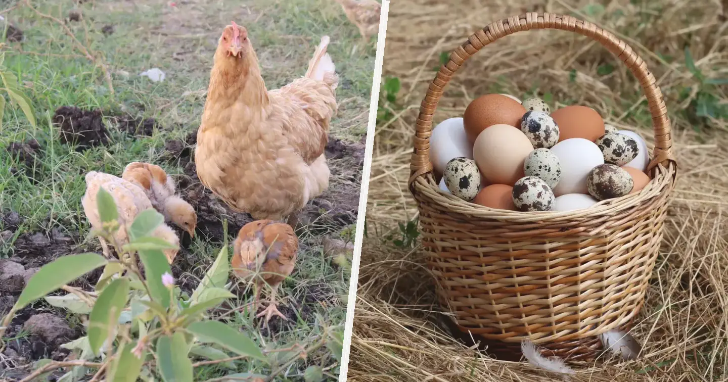 Marans miedzianoszyja - zdjęcie główne