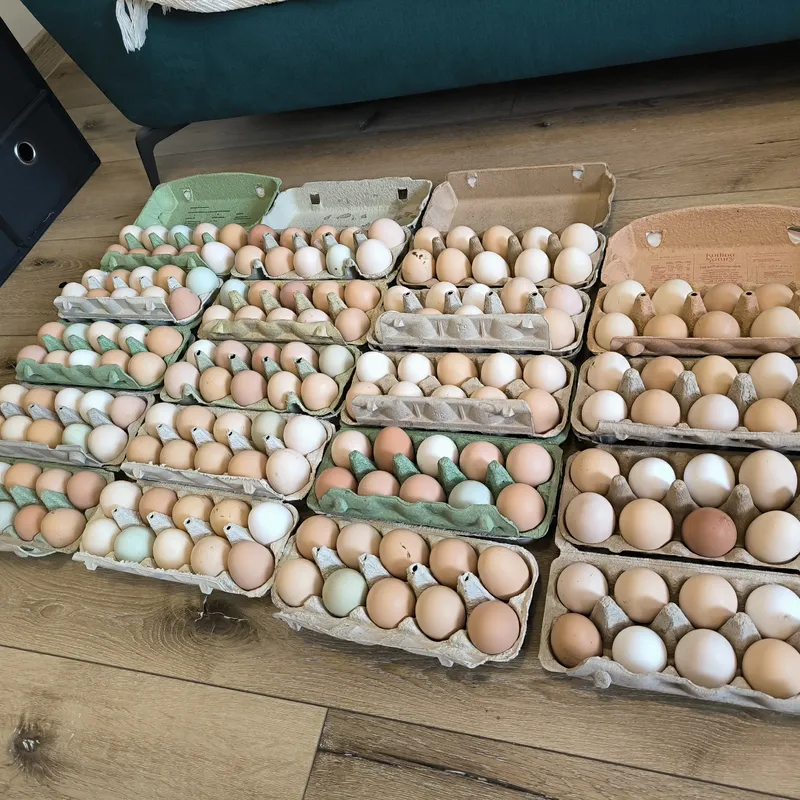 Zdjecie hodowli Niedzica