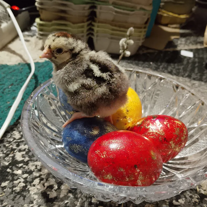 Zdjecie hodowli Kurki z zacisza