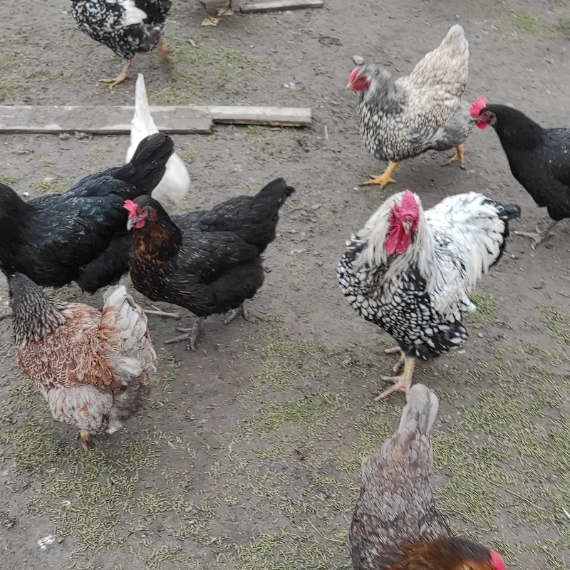 Zdjecie hodowli Zdrowe i piękne.